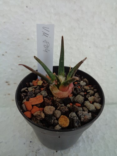 Ariocarpus agavoides vm804 - ariocarpus,