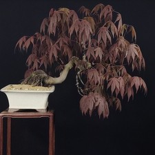 BONSAI ACERO Giapponese Acer
