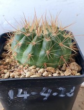 Notocactus ottonis di
