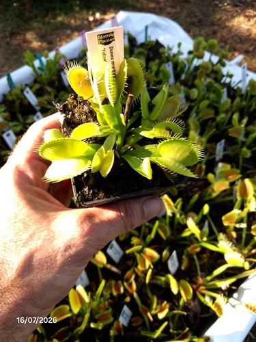 Dionaea muscipula yellow - muscipula, "yellow"