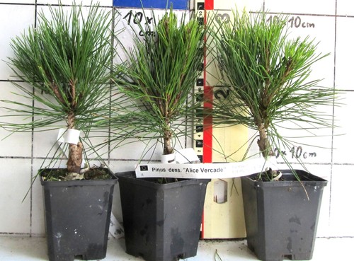 Pinus denso alice - denso., verkade