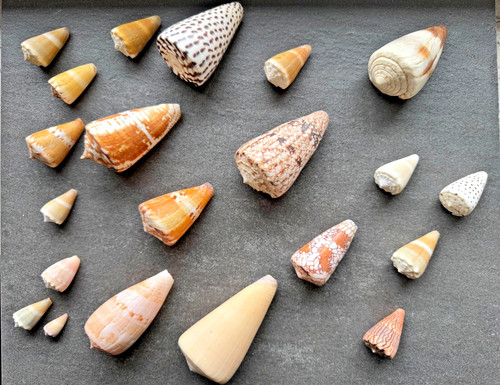 Collezione lumache coniche - collezione,