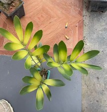 Zamia furfuracea WYSIWYG
