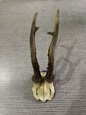 trofeo piccolo cervo corna