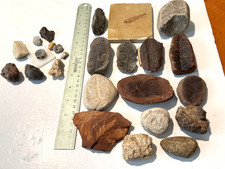 20+ Fossili Carboniferi