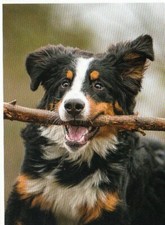 * BERNER SENNENHUND * Bernese