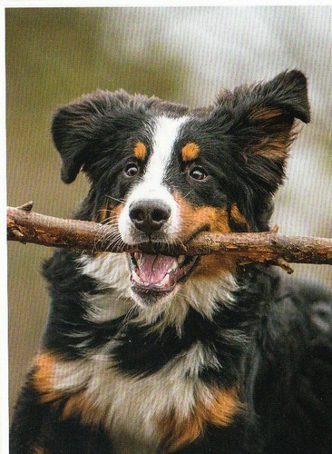 Berner sennenhund bernese - sennenhund,