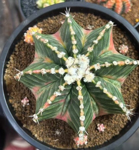 Gymnocalycium mihanovichi