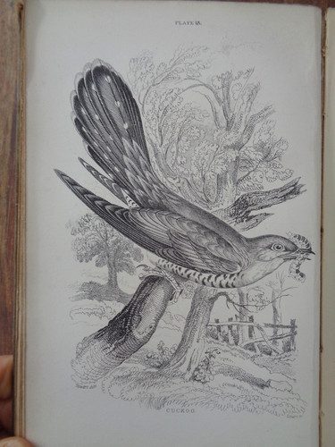 1881 cage chamber birds - cage, chamber-birds