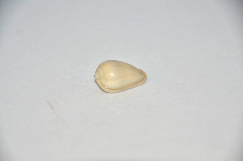Rare specimen marginella - specimen,