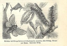 Stampa antica FARFALLE Gastropacha neustria BUTTERFLIES 1891 Old antique print