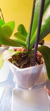 Orchidea phalaenopsis ibrido - phalaenopsis,