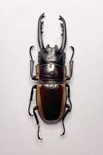 Entomology Taxidermy : Prosopocoilus Bison Magnificus A1. 56mm+/-