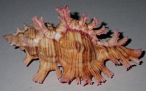102 pink thorn chicoreus - thorn,