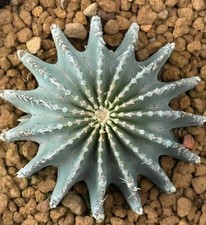 8.1cm  Geohintonia mexicana