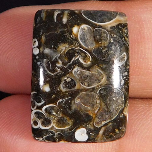 Cuscino fossile - 25,65, ct.