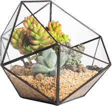 Terrario per Piante