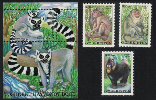 Macaco babbuino lemure scimmie - babbuino,