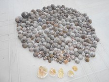 CONCHIGLIE CON MADREPERLA INTERNA LOTTO.