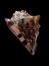 SHELL CONCHIGLIA CASSIS TUBEROSA mm.162 w/o RIO GRANDE DO NORTE BRAZIL