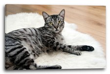 Tela/Cornice Il gatto si