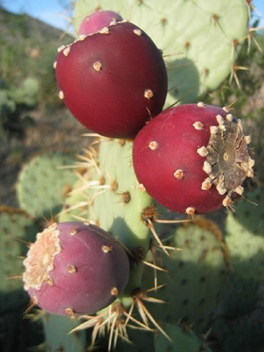 Opuntia ficus indica - , nopal