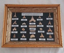 Teca Denti E Vertebre Fossili Di Pesci E Rettili Antichi Del Marocco