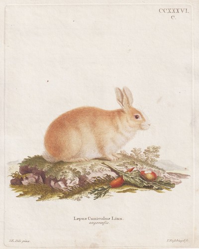 Angora coniglio rabbit - coniglio,