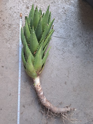 Aloe arborescens già fiorite - già,