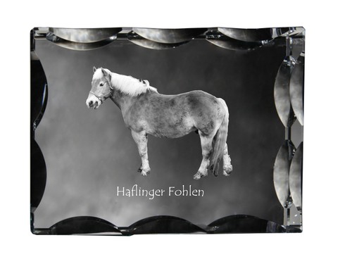 Haflinger fohlen cornice - fohlen,