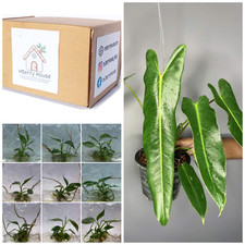 Rare piante da coltura