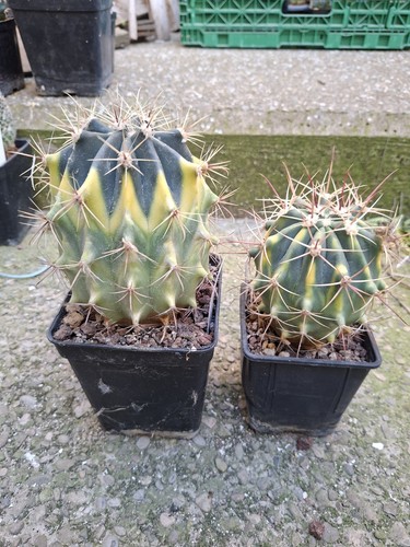 Ferocactus variegata two - ferocactus, variegata,