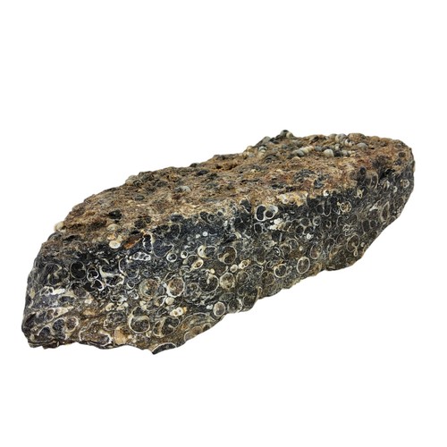 Turritella fossil 75 - fossil,, 1,75