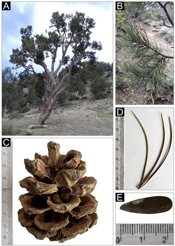 Pinus gerardiana chilgoza - pinus,
