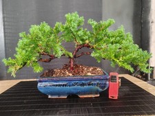 Bonsai ginepro procumbenz - ginepro, 23