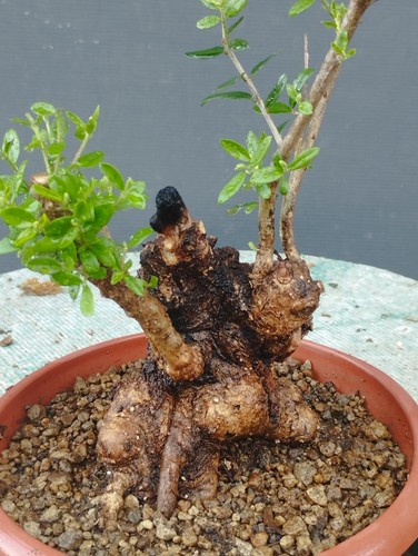 Bonsai olivastro 20x10cm - olivastro,