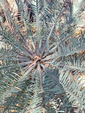Cycas couttsiana, 2 semi