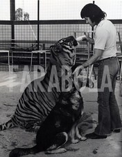 Foto vintage Stati Uniti, Cane e tigre in gabbia, anni 60, stampa 20x25 cm