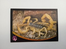 FIGURINA ANIMAL CHAMPIONS