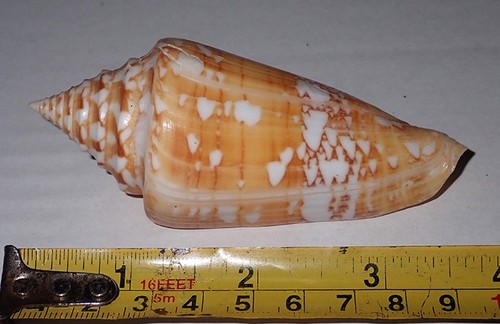 Enorme conus amadis - mm, per