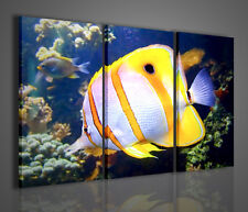 QUADRO MODERNO BUTTERFLY FISH QUADRI MODERNI CASA TELA PESCE FARFALLA ACQUARIO