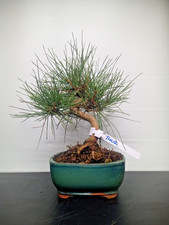 Bonsai di Pino Nero  - thu2