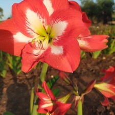3 Amaryllis Hippiastrum rosso