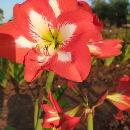 Amaryllis hippiastrum rosso - 3,