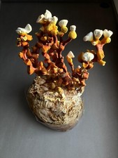 Micelio Liquido Ganoderma Lucidum Reishi Coltivazione Funghi