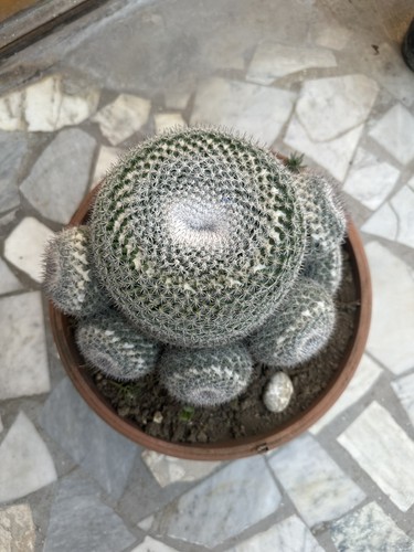 Mammillaria hahniana grande - hahniana,