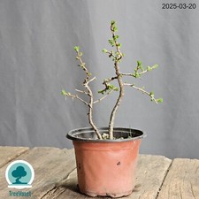 Bonsai Larix Decidua Prebonsai