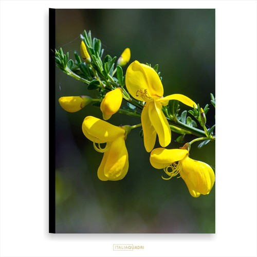 Italiaquadri ginestra quadro - -,