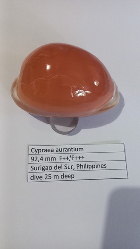 Cypraea aurantium mm - cypraea,