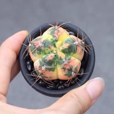 Pianta di cactus succulenta 3